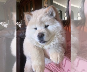 Chow Chow Puppy for Sale in PORTLAND, Indiana USA