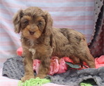 Puppy Ember Cavapoo