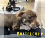 Small #1 Dachshund Mix