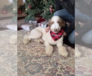 Father of the Goldendoodle mix (+ Poodle Standard) puppies born on 08/04/2026