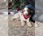 Small Photo #1 Goldendoodle mix (+ Poodle Standard) Puppy For Sale in INDIANAPOLIS, IN, USA