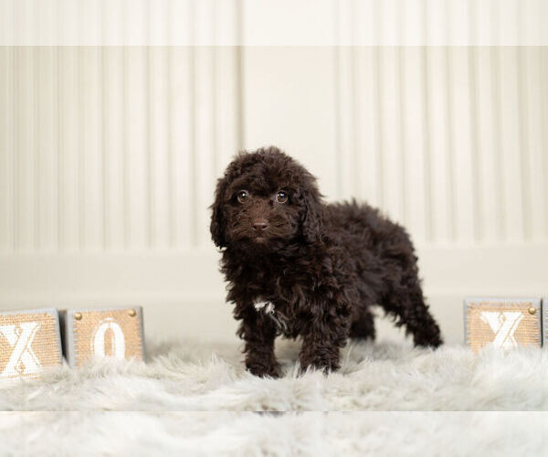 Medium Photo #5 Poodle (Miniature) Puppy For Sale in WARSAW, IN, USA