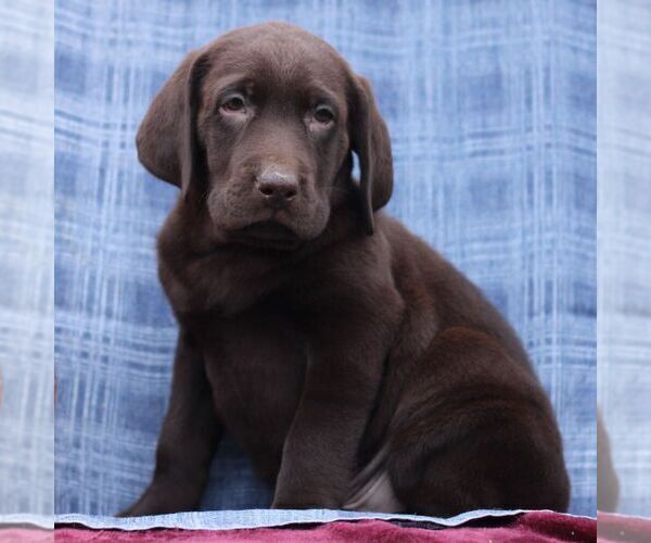 Medium Photo #4 Labrador Retriever Puppy For Sale in ELLIOTTSBURG, PA, USA