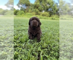 Newfoundland Puppy for sale in DELTONA, FL, USA