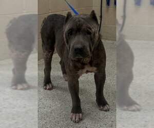 American Pit Bull Terrier-Unknown Mix Dogs for adoption in Conroe, TX, USA