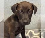 Small #1 Boxador