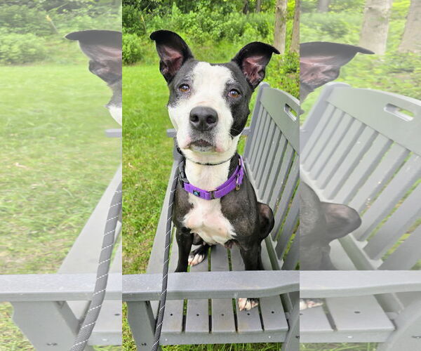 Medium Photo #16 American Pit Bull Terrier-Labrador Retriever Mix Puppy For Sale in Rockaway, NJ, USA