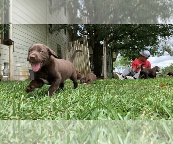 Medium Photo #8 German Shorthaired Lab Puppy For Sale in BLACKWELL, TX, USA