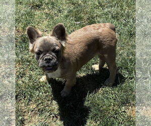 French Bulldog Dogs for adoption in Hesperia, CA, USA