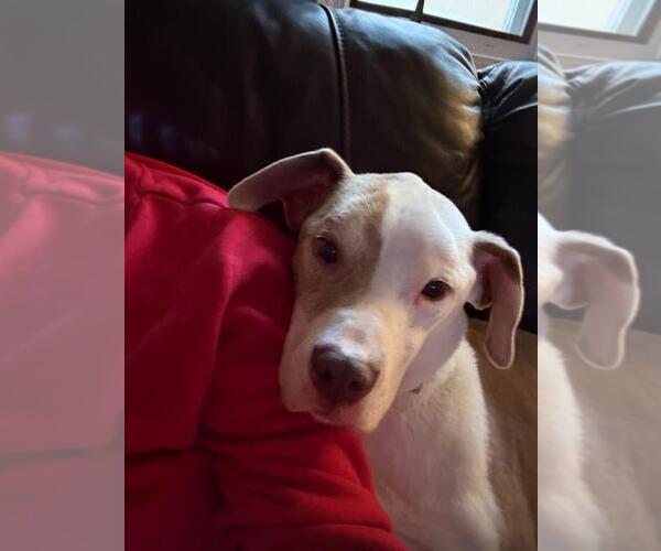 Medium Photo #3 Mutt Puppy For Sale in Crete, IL, USA