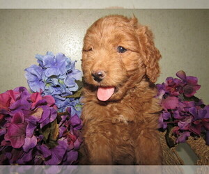 Goldendoodle-Poodle (Toy) Mix Puppy for sale in TRAVERSE CITY, MI, USA
