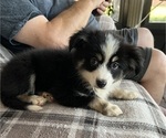 Puppy Puppy 4 Australian Shepherd