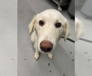 Great Pyrenees Dogs for adoption in Waco, TX, USA