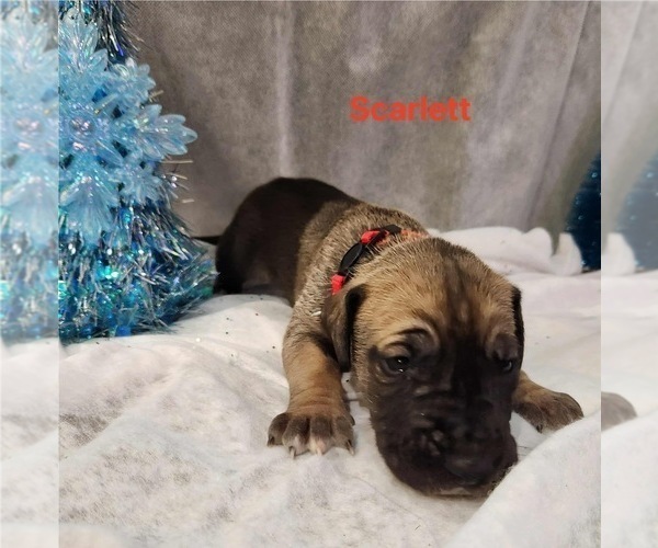 Medium Photo #9 Great Dane Puppy For Sale in BEL AIR, MD, USA