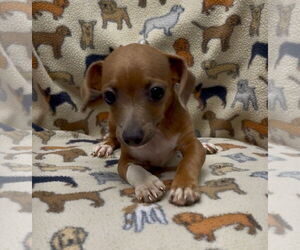 Chiweenie Dogs for adoption in Weston, FL, USA
