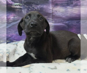 Gengar - Male Shepradors Dog for Adoption - Photo #2