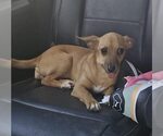 Small #1 Chihuahua Mix