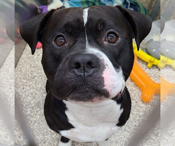 Medium Photo #1 Boxer-Unknown Mix Puppy For Sale in Martinsburg, WV, USA