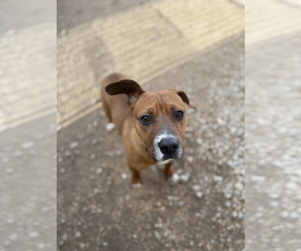 Medium Photo #1 American Pit Bull Terrier-Labrador Retriever Mix Puppy For Sale in Corning, AR, USA