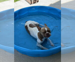 Toby - Male Boston Terrier Dog for Adoption - Photo #8