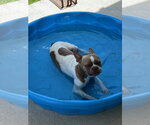Small Photo #8 Boston Terrier Puppy For Sale in Little Elm, TX, USA
