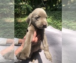 Small Photo #5 Labrador Retriever Puppy For Sale in KATY, TX, USA