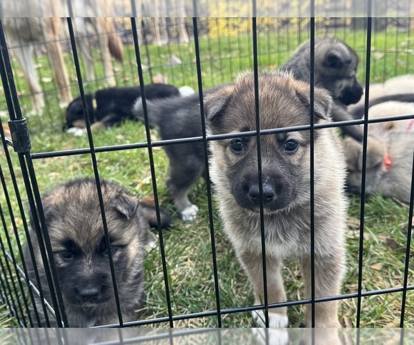 Medium Photo #21 German Shepherd Dog-Siberian Husky Mix Puppy For Sale in LANSING, MI, USA