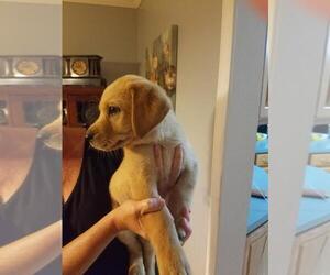 Labrador Retriever Puppy for sale in BEAVER, WV, USA