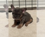 Small Photo #7 French Bulldog Puppy For Sale in HILTON, NY, USA