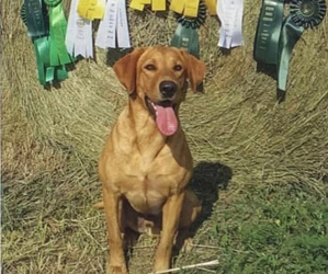 Father of the Labrador Retriever puppies born on 04/11/2023