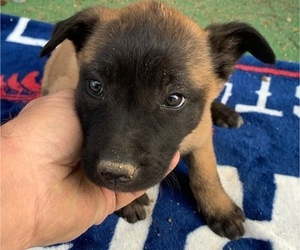 Belgian Malinois Puppy for sale in TUCSON, AZ, USA