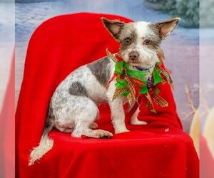 Shih Tzu-Unknown Mix Dogs for adoption in Fremont, CA, USA