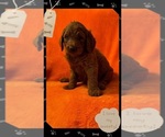 Puppy Puppy 2 Double Doodle