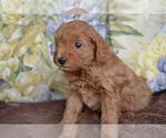 Small #2 Cavapoo