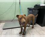 Small American Staffordshire Terrier-Labrador Retriever Mix