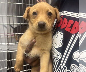 Australian Shepherd-Unknown Mix Dogs for adoption in Washington, DC, USA