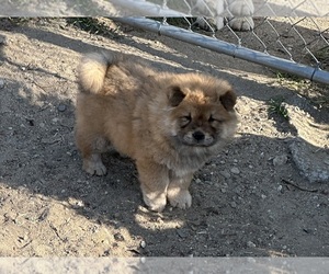 Chow Chow Puppy for Sale in FONTANA, California USA
