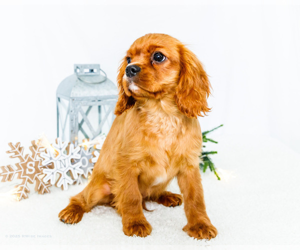 Medium Photo #5 Cavalier King Charles Spaniel Puppy For Sale in WAKARUSA, IN, USA