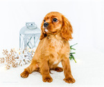 Small #4 Cavalier King Charles Spaniel