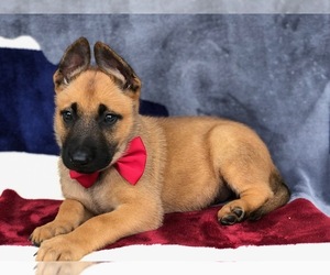 Belgian Malinois Puppy for sale in MYERSTOWN, PA, USA