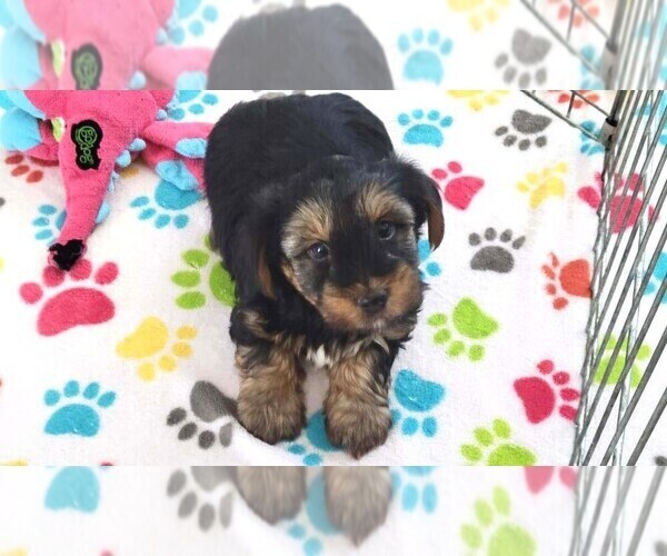 Medium Photo #4 Yorkshire Terrier Puppy For Sale in ORO VALLEY, AZ, USA
