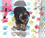 Small #3 Yorkshire Terrier