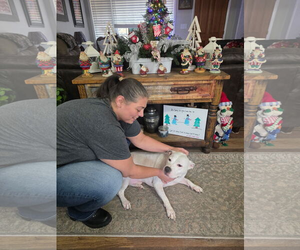 Medium Photo #3 Mutt Puppy For Sale in McDonough, GA, USA