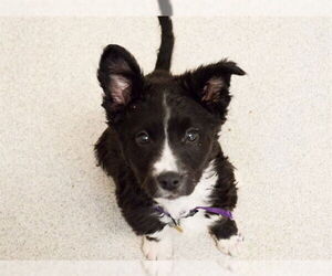 Mutt Dogs for adoption in Fort Collins, CO, USA