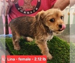 Puppy Lina Carkie