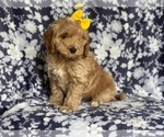 Small Photo #16 Cockapoo Puppy For Sale in LAKELAND, FL, USA