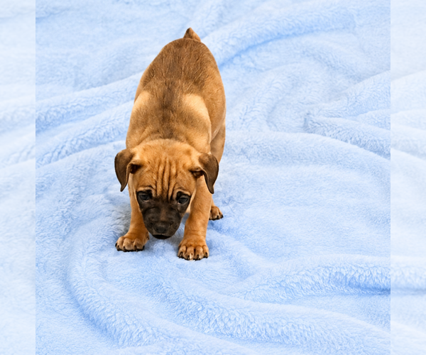 Medium Photo #2 Chug Puppy For Sale in Spring Lake, NC, USA