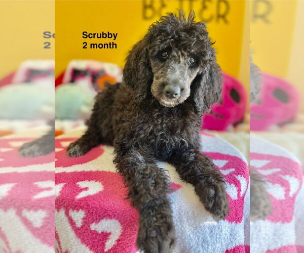 Medium Photo #1 Poodle (Standard) Puppy For Sale in Studio City, CA, USA