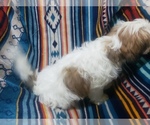 Small Photo #5 Shih Tzu Puppy For Sale in MOUNTAIN GROVE, MO, USA