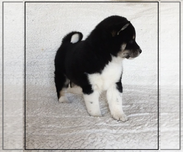 Medium Photo #6 Shiba Inu Puppy For Sale in FULTON, MO, USA